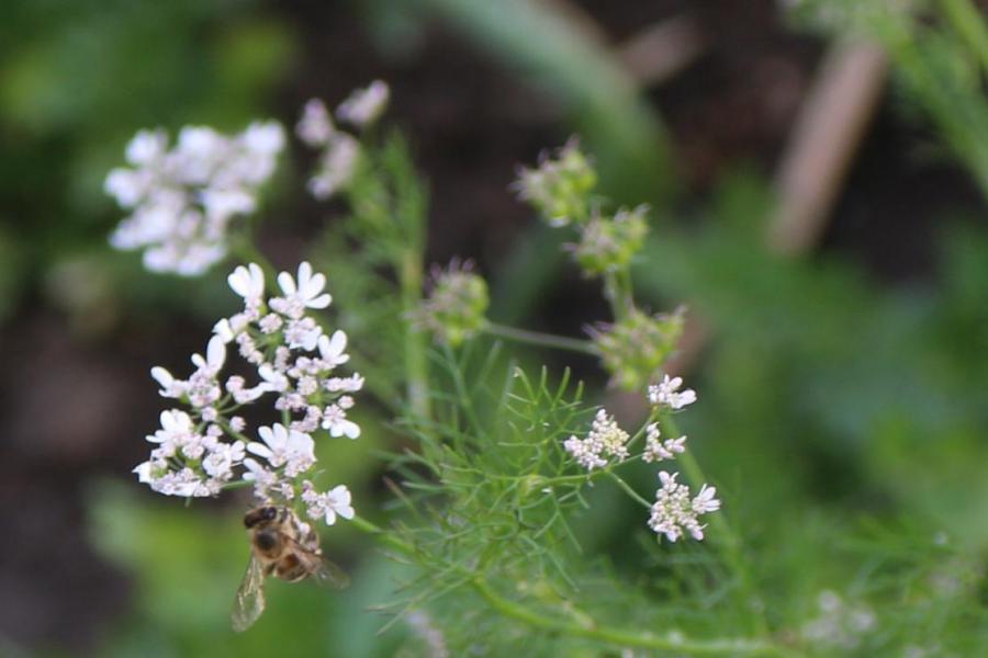 Abeja en flor